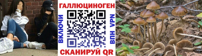 дарк нет состав Пересвет Галлюциногенные грибы GOLDEN TEACHER даркнет сайт